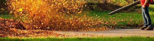 Yard Lawn Clean-up