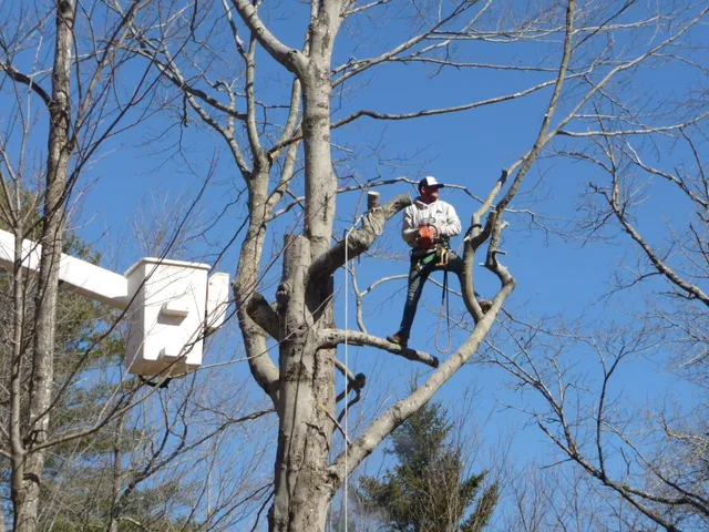 Arthur Heino Jr Tree Service, LLC work photo