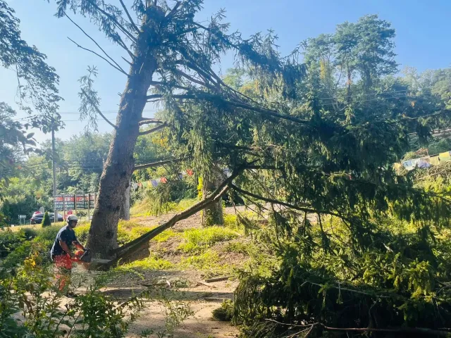 A fallen tree blocking a sidewalk, with a person riding a bicycle nearby. The area is lush with green trees and some power lines are visible. A street with cars and parking is also seen in the background.