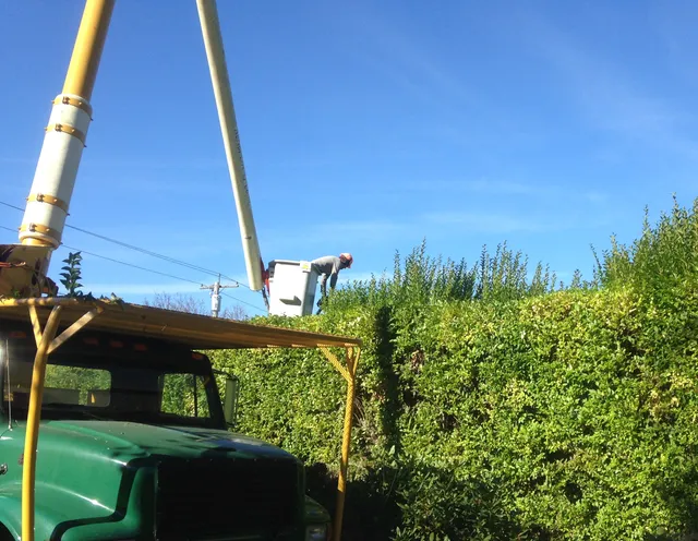 Coastal Timber Tree Service work photo