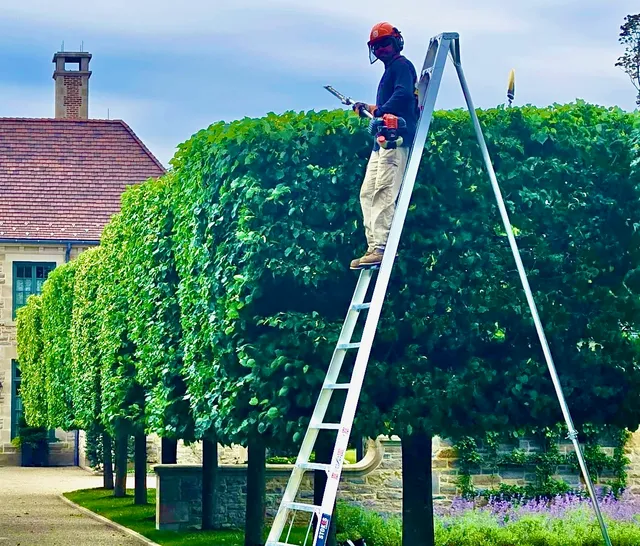 Brown & Co Tree Specialists work photo