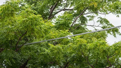 Close To Powerlines Tree Services NH