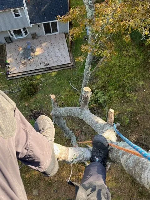 work photo from mattmitkoexperttreeclimber.com