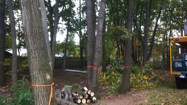 Slocum Tree Service work photo
