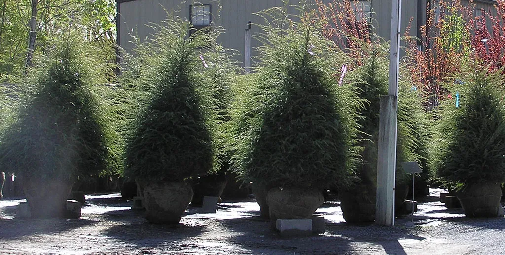 work photo from gillislandscape.com