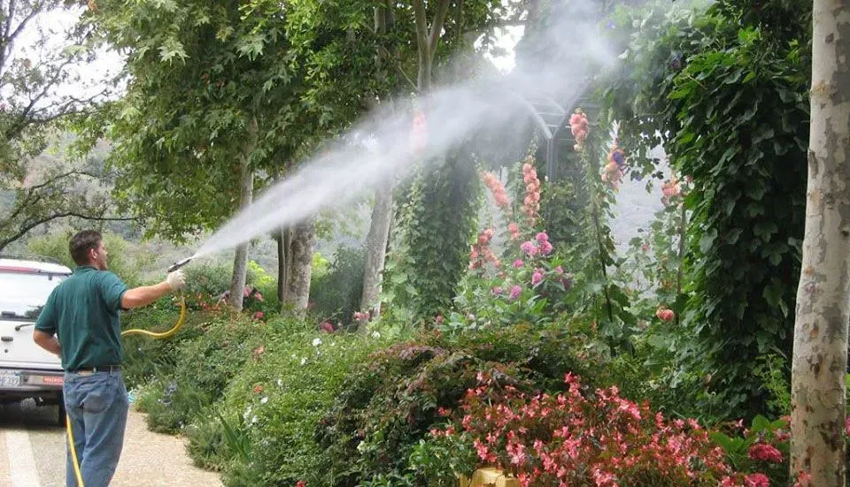 Person spraying water over lush garden plants and pink flowers with a hose