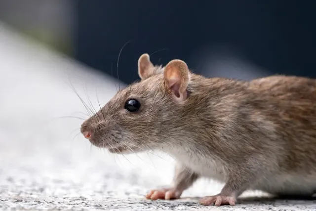 Close-up photograph of a rat, a common urban rodent