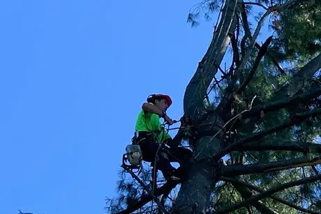 man in tree