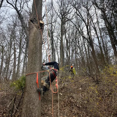 work photo from gnltreeservices.com