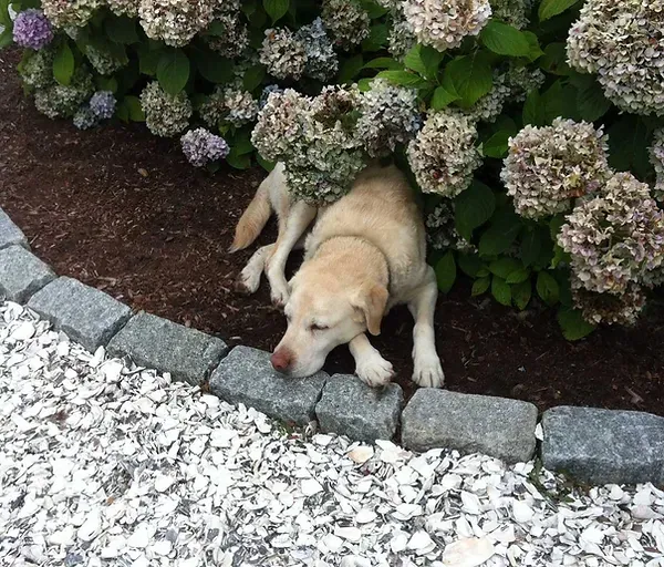 Hudson Landscaping work photo