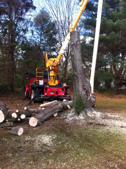Yatsinko Tree Service, LLC work photo