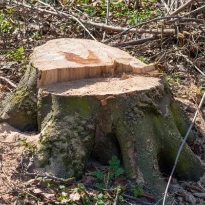 Freshly cut tree stump left in a yard before stump grinding.