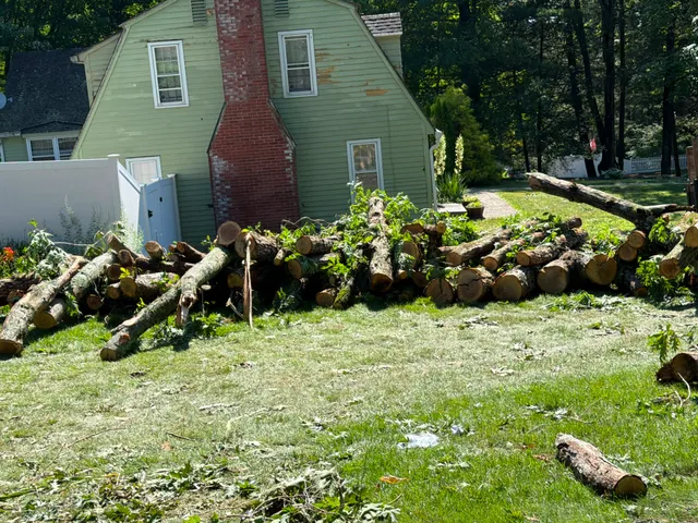 Martinez Tree Work CT work photo