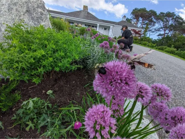 Person kneeling on a driveway near a garden with purple allium flowers and green shrubs; bees are seen pollinating the flowers.