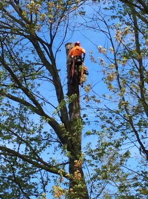 Lakes Region Tree Service LLC work photo