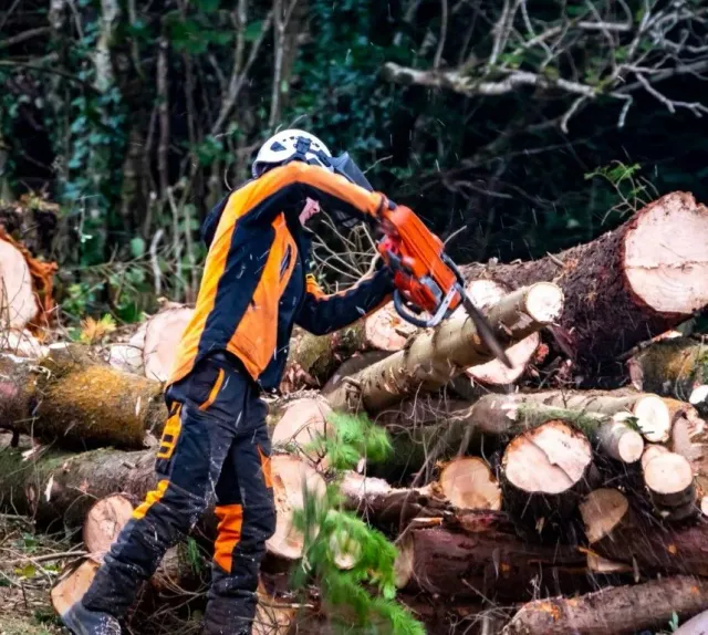 work photo from sheltontreeremoval.com
