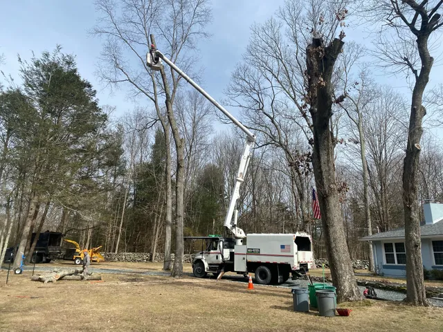 ED Professional Tree Service work photo