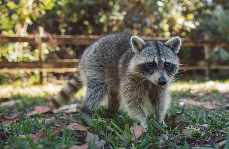 Raccoon walking through backyard in daylight.