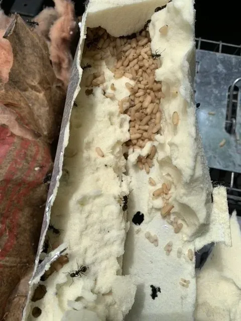 work photo from actonpestcontrolservices.com