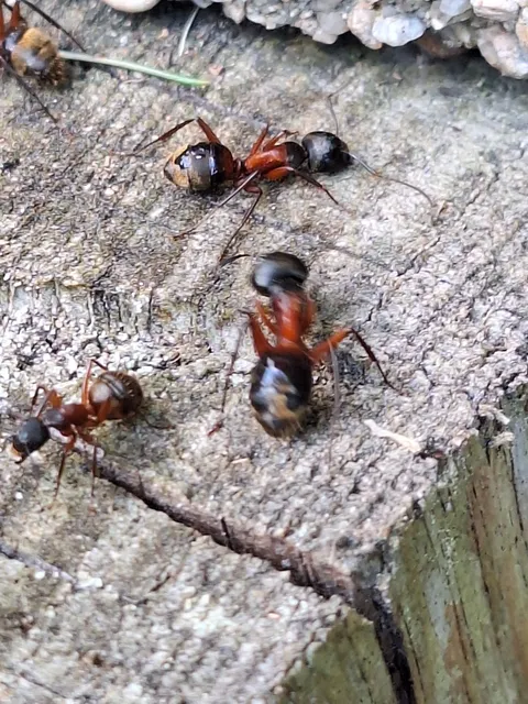 Seaport Pest Solutions Cape Cod
