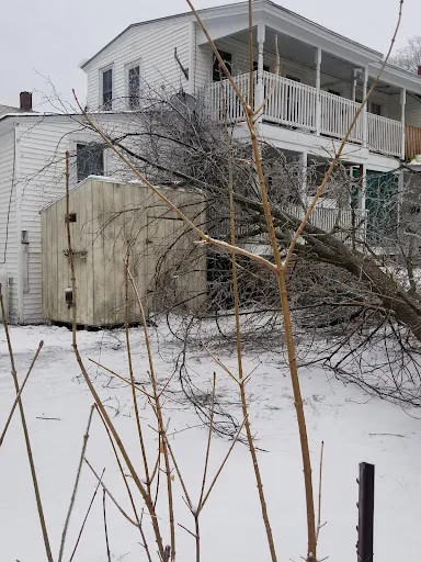 Rice Tree Service work photo