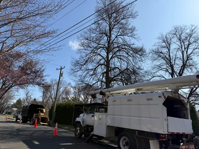 AAA Home Tree Removal Experts LLC work photo
