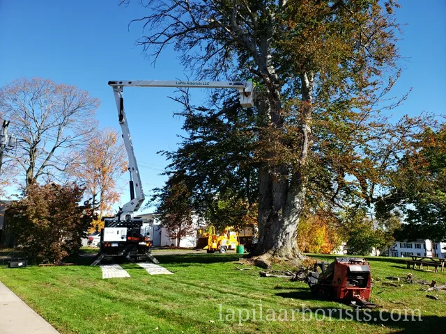 work photo from lapilaarborists.com