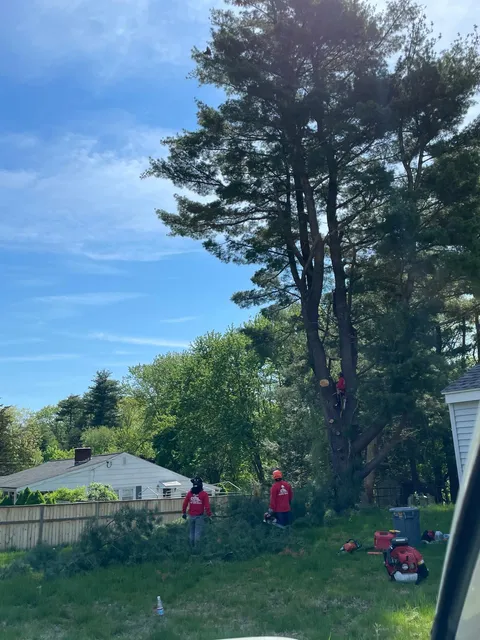 GRL Landscaping & Tree Services