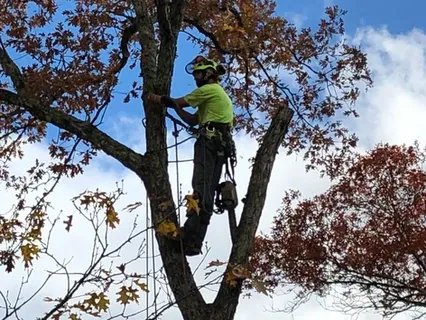 Land N Tree LLC work photo