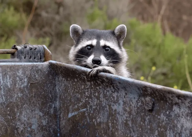 Absolute Wildlife Removal work photo