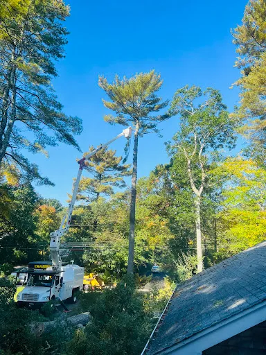 Champion Tree Work work photo