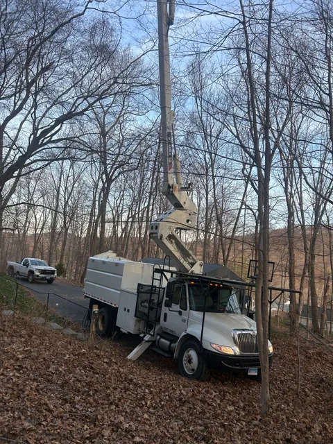 A & A Tree Services Llc. work photo