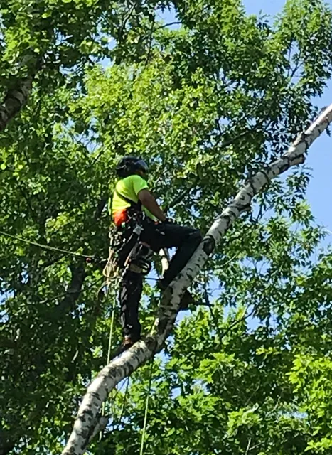 Kucharski Tree Care Professionals work photo