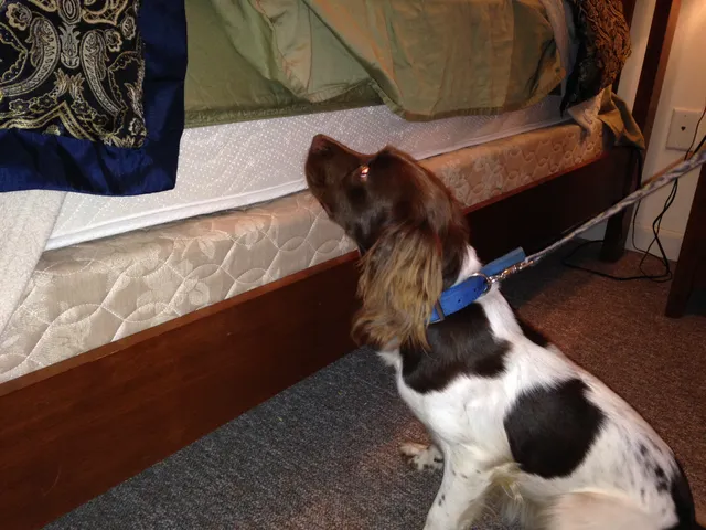 Kounty K9 Bed Bug Detection Services work photo