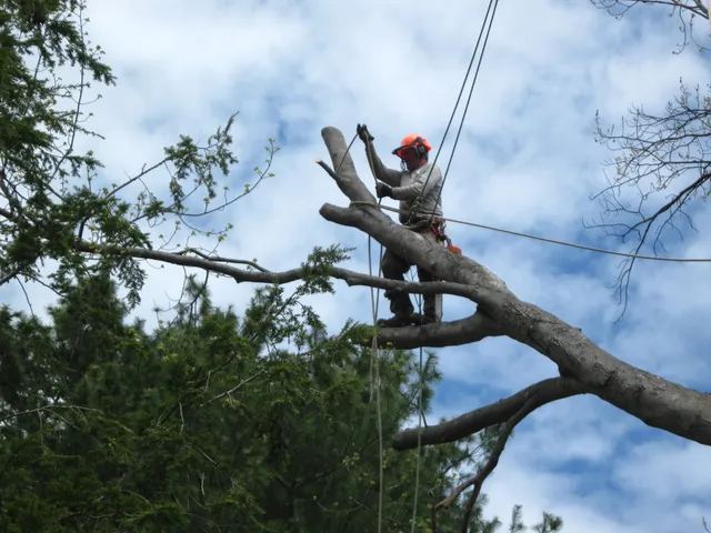 work photo from mccarthytree.com