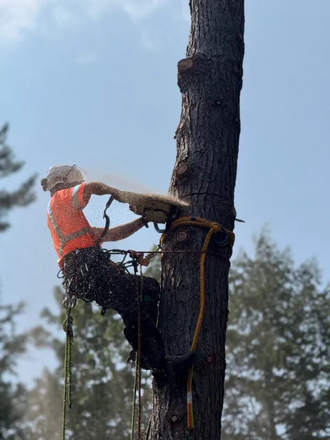 BME Tree Service LLC work photo