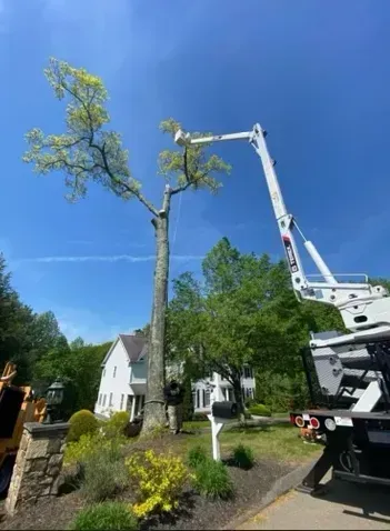 A tree being trimmed by a lift, in front of a house, under a blue sky.