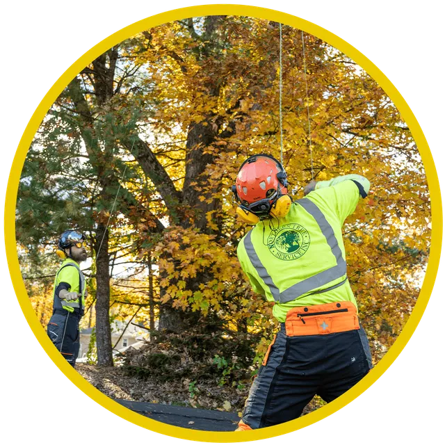 work photo from northerntree.com