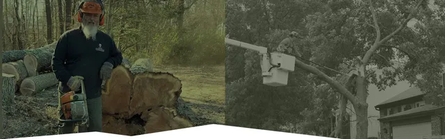 Land Cleaners Tree Removal