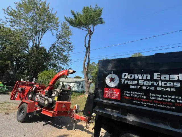 Professional Tree Removal Company
