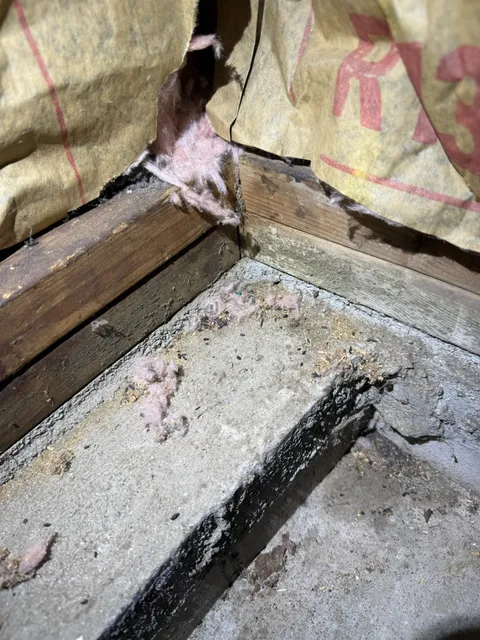 Rodent droppings and torn insulation inspection along basement foundation sill