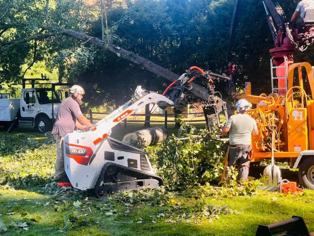 Tree being cut down by workers with machinery, debris and branches on the ground, with a truck and dense trees in the background.