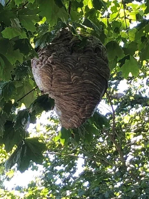Downes Pest & Wildlife