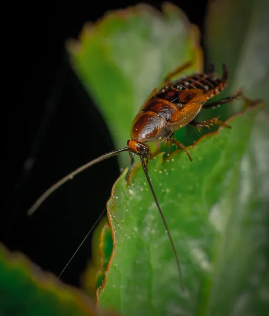 Macro photograph of a cockroach, representing commercial pest concerns