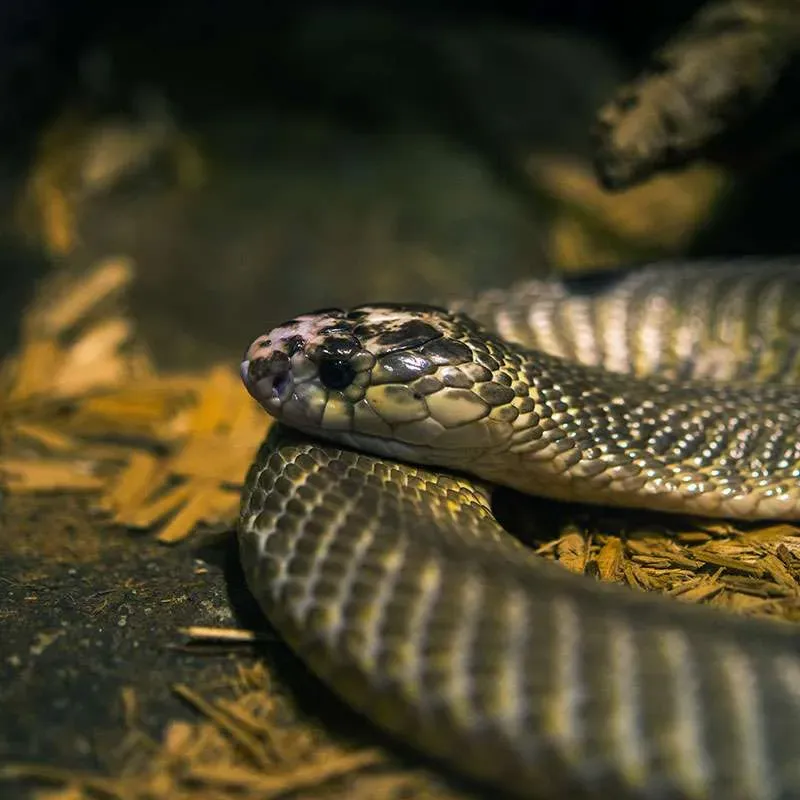Close-up of a snake on wood shavings.