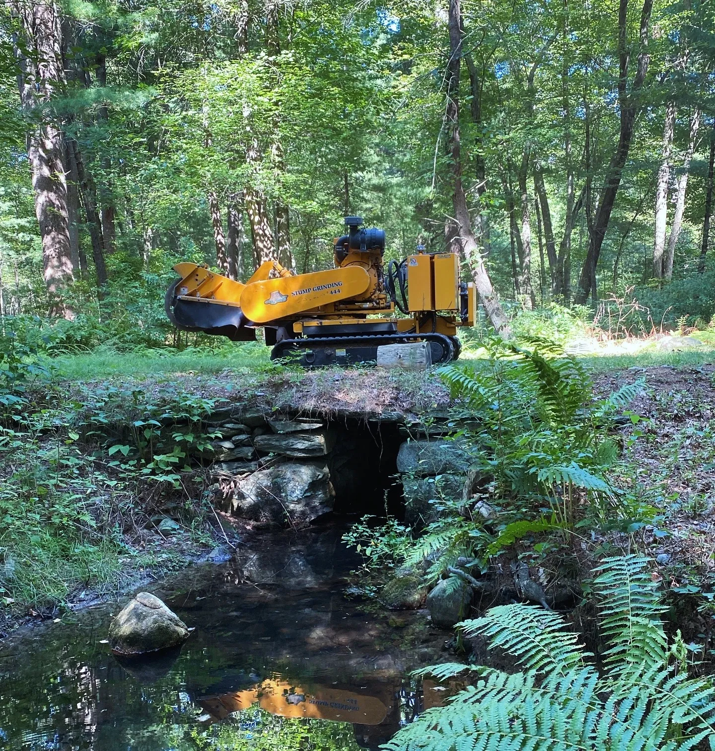Big Cat Stump Removal