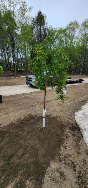 Young tree planted in soil near a dirt road with a pickup truck and trailer in the background, surrounded by trees and natural scenery.
