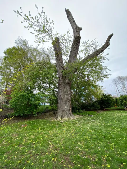 Sebastian Landscaping & Tree Services LLC