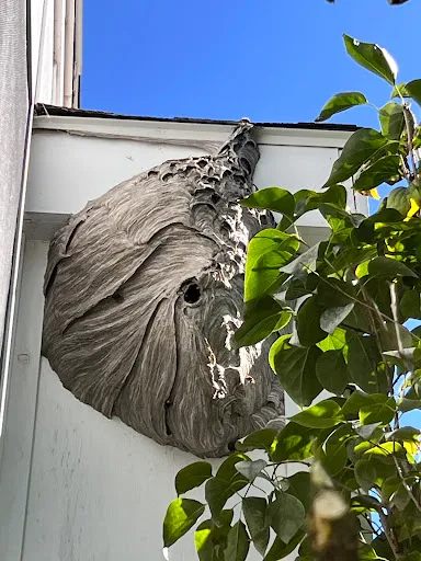 Ecologic Entomology work photo