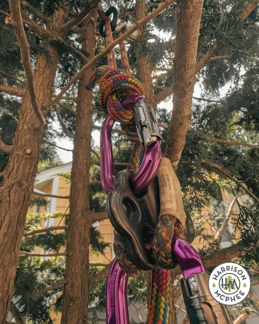 Welcome to August 🌳🌸 New month, new growth from the canopy down to the flower beds. Swipe through to see a little bit of everything we get to enjoy out on the job.
#TreeCare #Arborist #WelcomeToAugust #LocalTreeService #NatureLovers